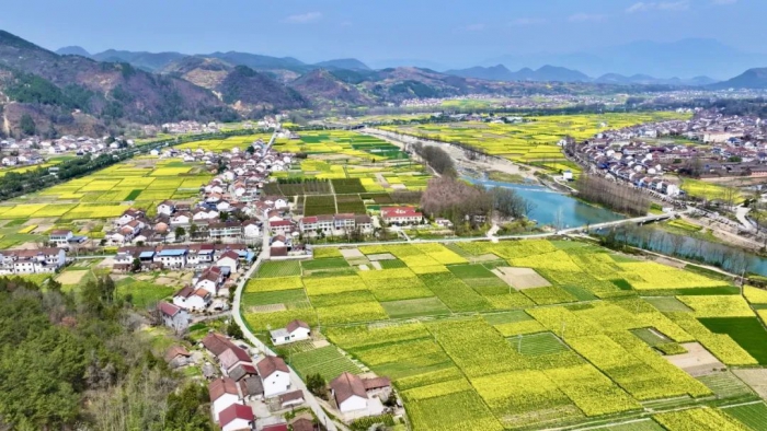 2025汉中最美油菜花海旅游文化节盛大开幕(图4)