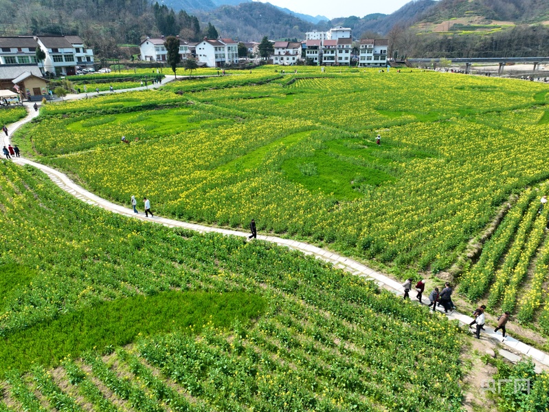 春天里的中国丨汉中勉县：油菜花海醉游人(图4)