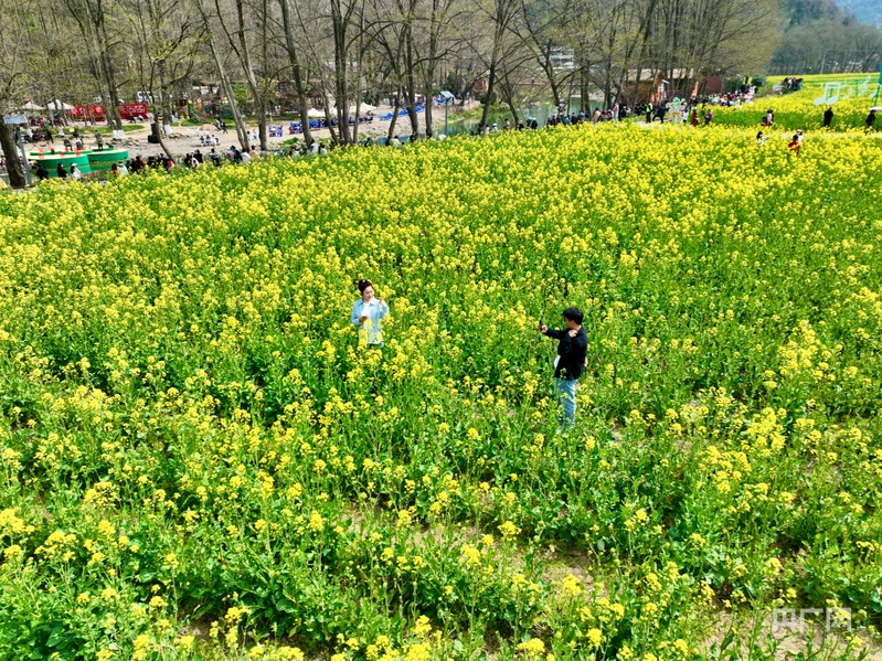 春天里的中国丨汉中勉县：油菜花海醉游人(图6)