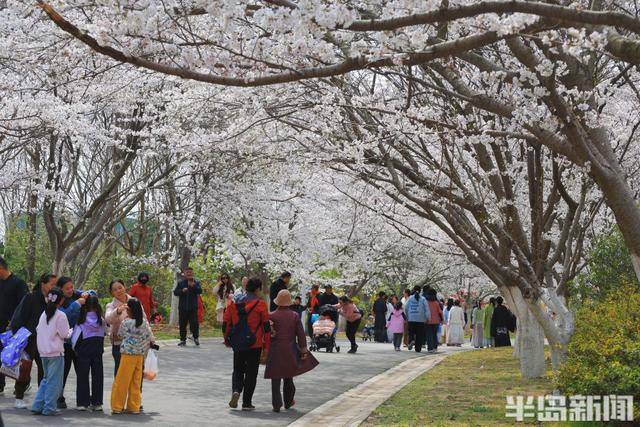 南宫NG28下载2025“花开西海岸”春风漫游季暨“樱乐满楼·春日绮境”张家楼画美达尼青岛市乡村振兴片区第二届樱花节启幕(图1)