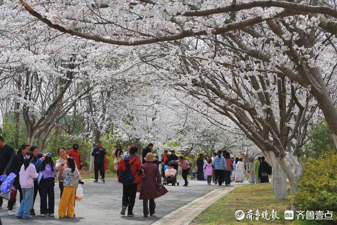南宫NG28下载青岛西海岸张家楼画美达尼青岛市乡村振兴片区第二届樱花节启幕(图2)