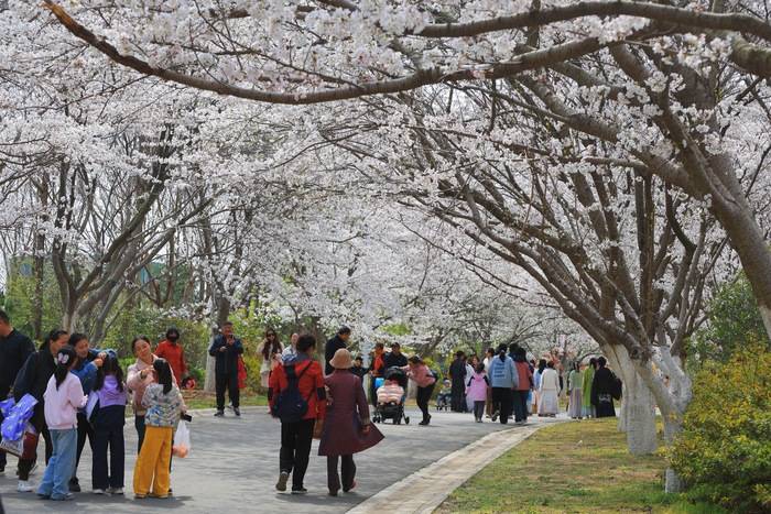 青岛这届樱花节首日迎来逾2万市民游客(图1)