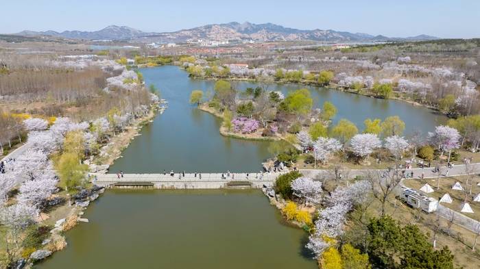 青岛这届樱花节首日迎来逾2万市民游客(图2)