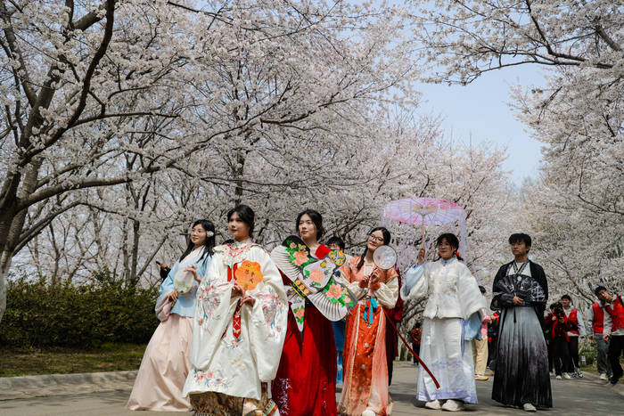 青岛这届樱花节首日迎来逾2万市民游客(图3)