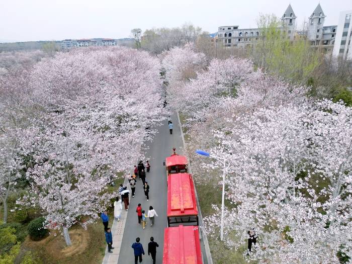 青岛这届樱花节首日迎来逾2万市民游客(图4)
